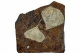 Two Fossil Ginkgo Leaves From North Dakota - Paleocene #263007-1